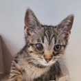 Little Peter